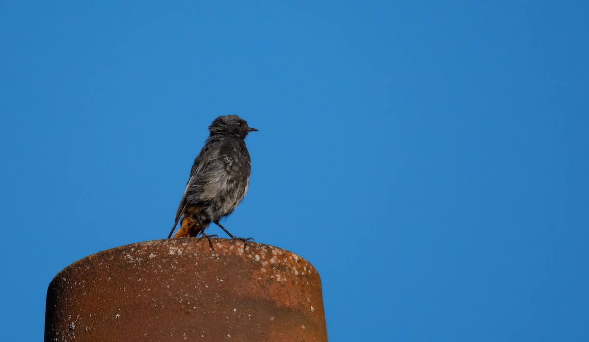 Rougequeue noir (gibraltariensis/aterrimus) - ML630259010