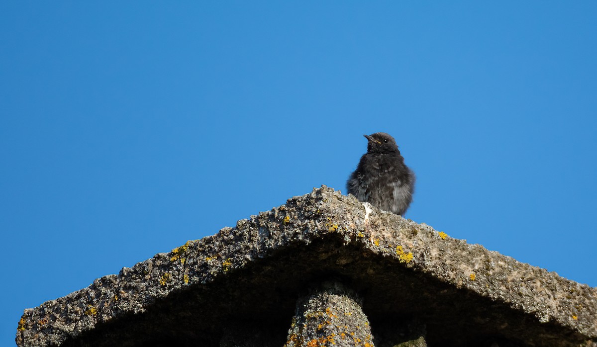 Rougequeue noir (gibraltariensis/aterrimus) - ML630259012