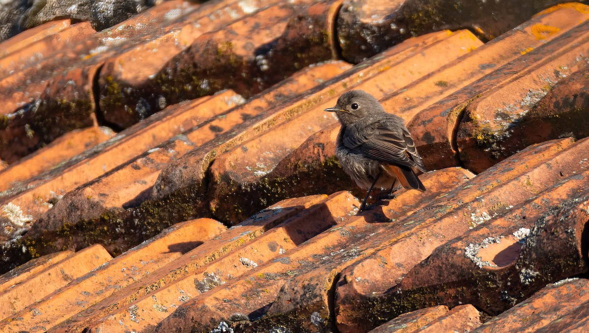Rougequeue noir (gibraltariensis/aterrimus) - ML630259013