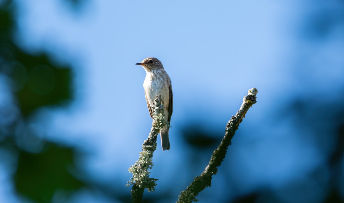 Gobemouche gris (groupe striata) - ML630259025