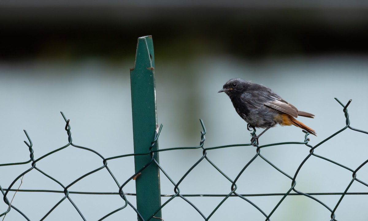Rougequeue noir (gibraltariensis/aterrimus) - ML630259043