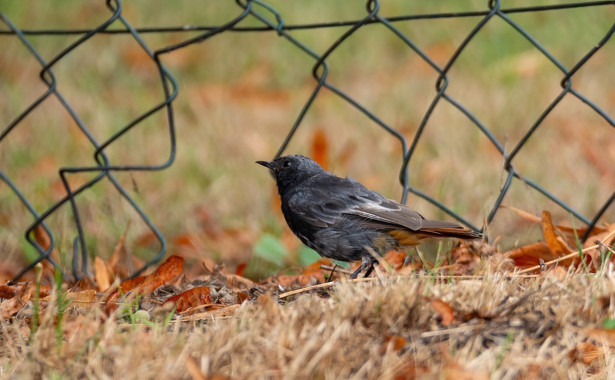Rougequeue noir (gibraltariensis/aterrimus) - ML630259045