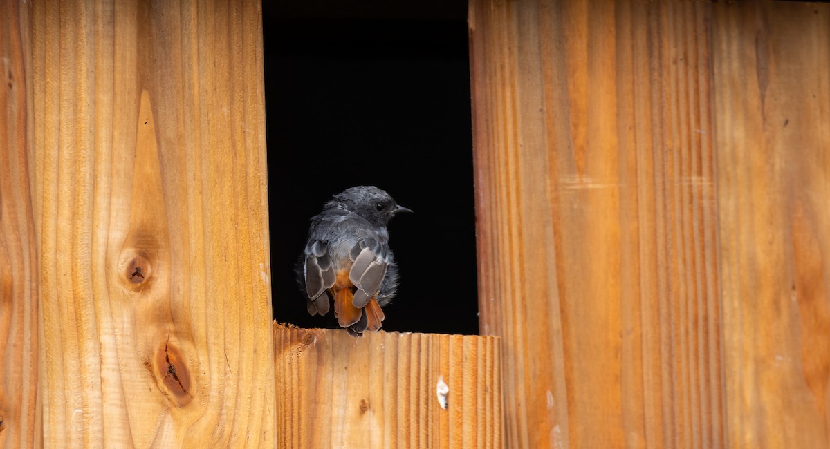 Rougequeue noir (gibraltariensis/aterrimus) - ML630259050