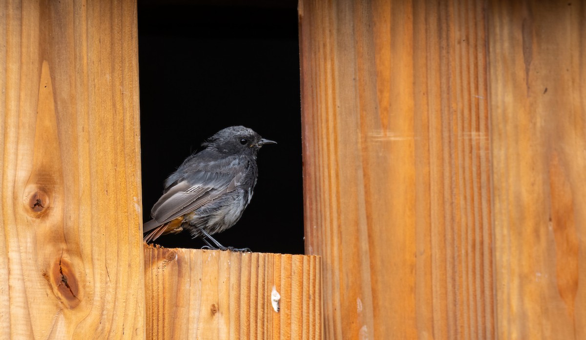 Rougequeue noir (gibraltariensis/aterrimus) - ML630259052