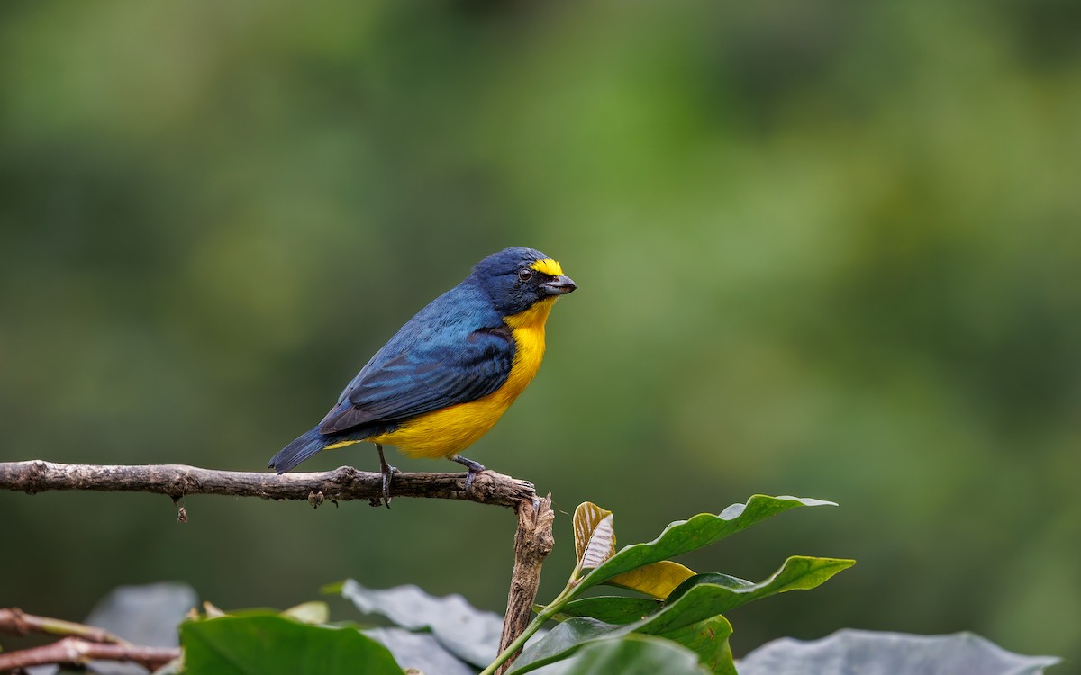 Yellow-throated Euphonia - ML630259061