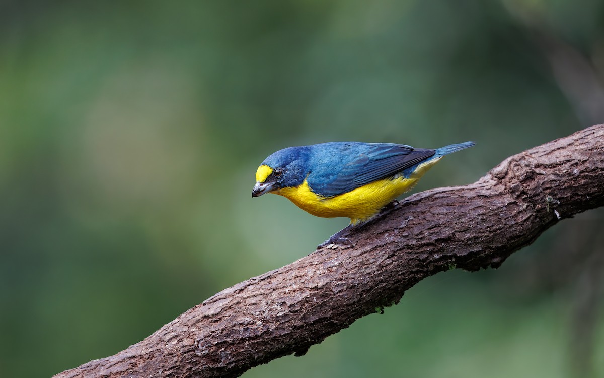 Yellow-throated Euphonia - ML630259062