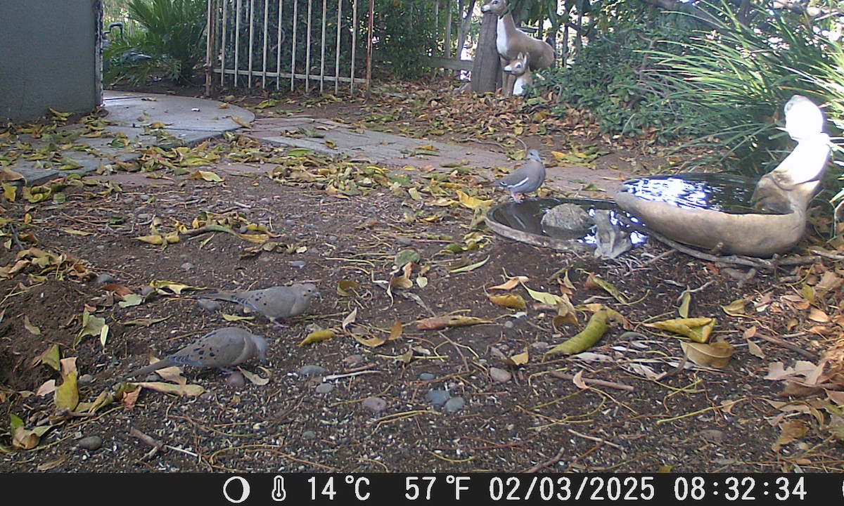 White-winged Dove - ML630259065