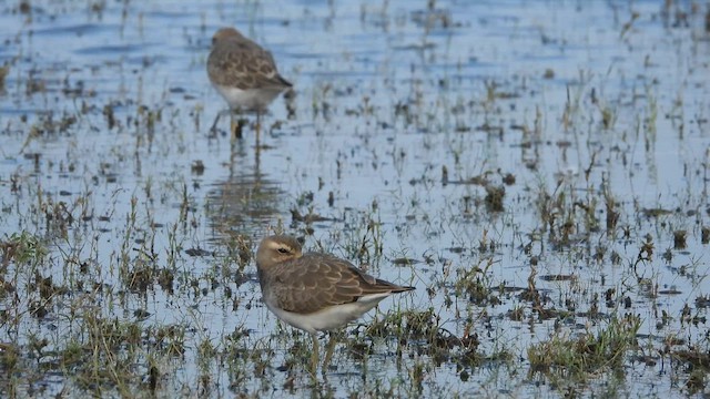 Caspian Plover - ML630259272