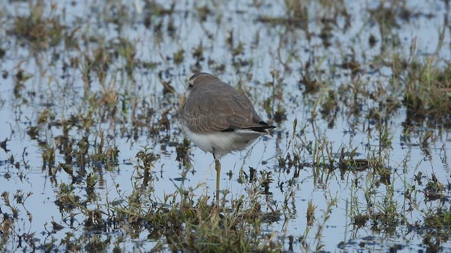 Caspian Plover - ML630259273