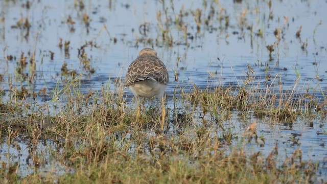 Caspian Plover - ML630259277
