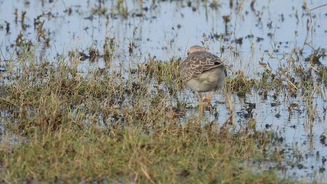 Caspian Plover - ML630259278