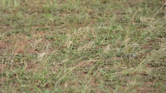 Caspian Plover - ML630259311