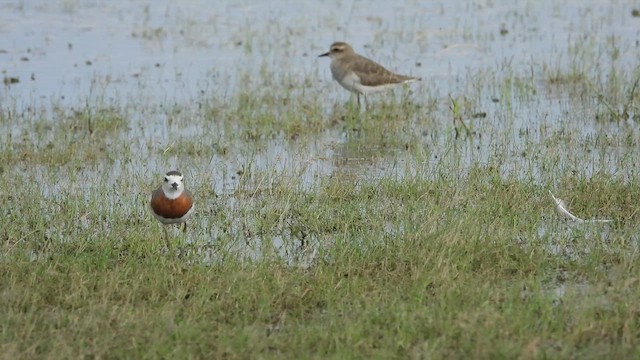 Caspian Plover - ML630259315