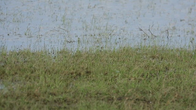 Caspian Plover - ML630259320