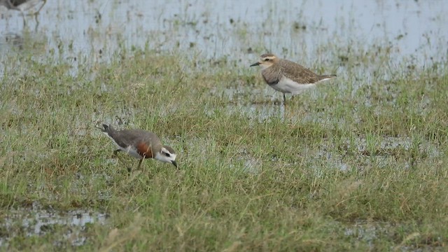 Caspian Plover - ML630259322