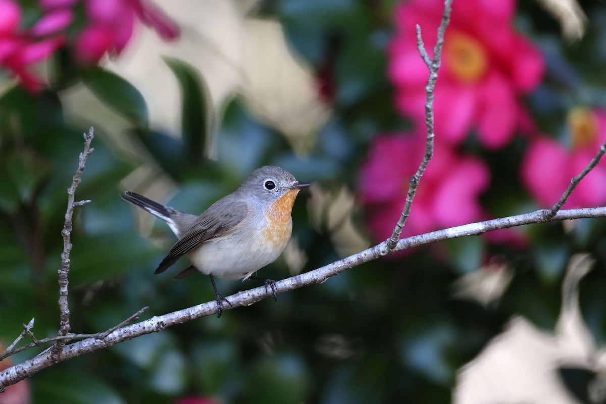 Red-breasted Flycatcher - ML630259407