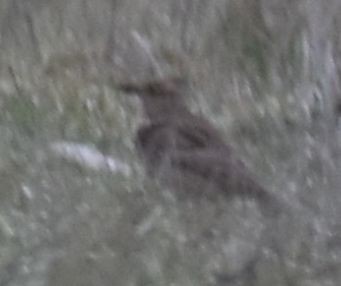 Thekla's/Crested Lark - ML630259451