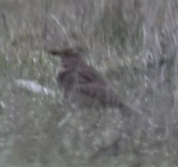 Thekla's/Crested Lark - ML630259452