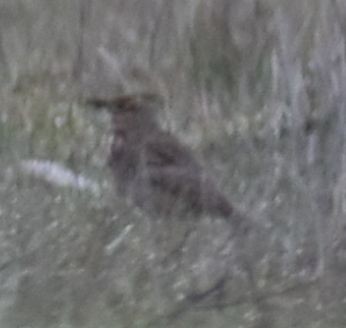 Thekla's/Crested Lark - ML630259454