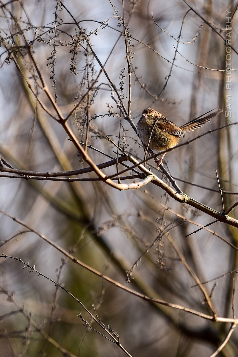 Striped Prinia - ML630259517
