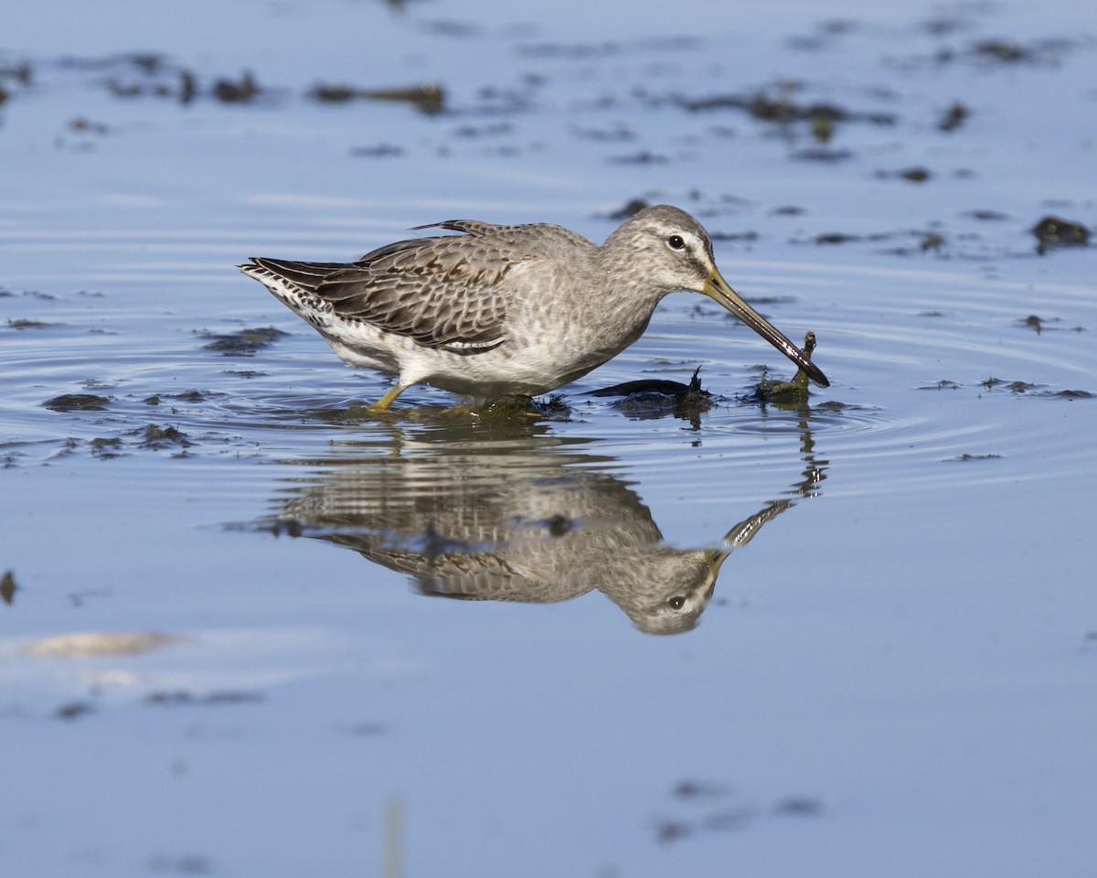 Short-billed Dowitcher - ML630259846