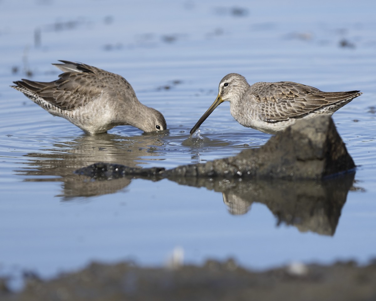 Short-billed Dowitcher - ML630259847