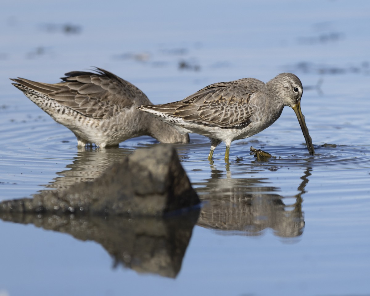 Short-billed Dowitcher - ML630259848