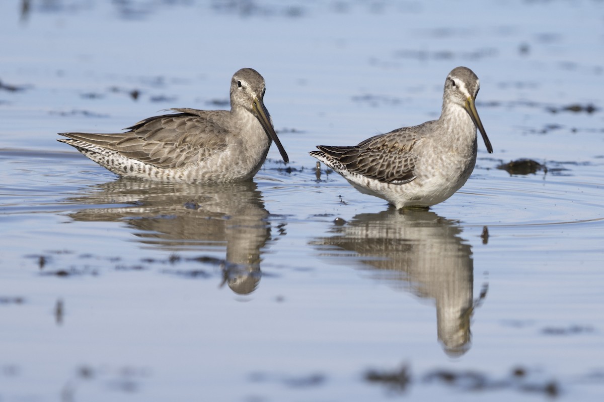 Short-billed Dowitcher - ML630259872