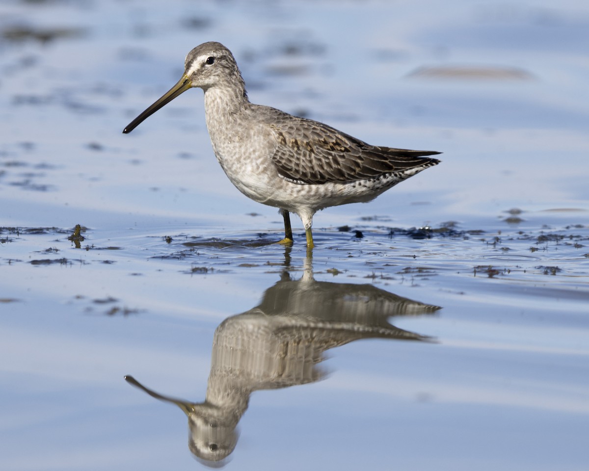 Short-billed Dowitcher - ML630259873