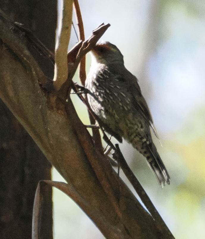 Échelet à sourcils roux - ML630260269