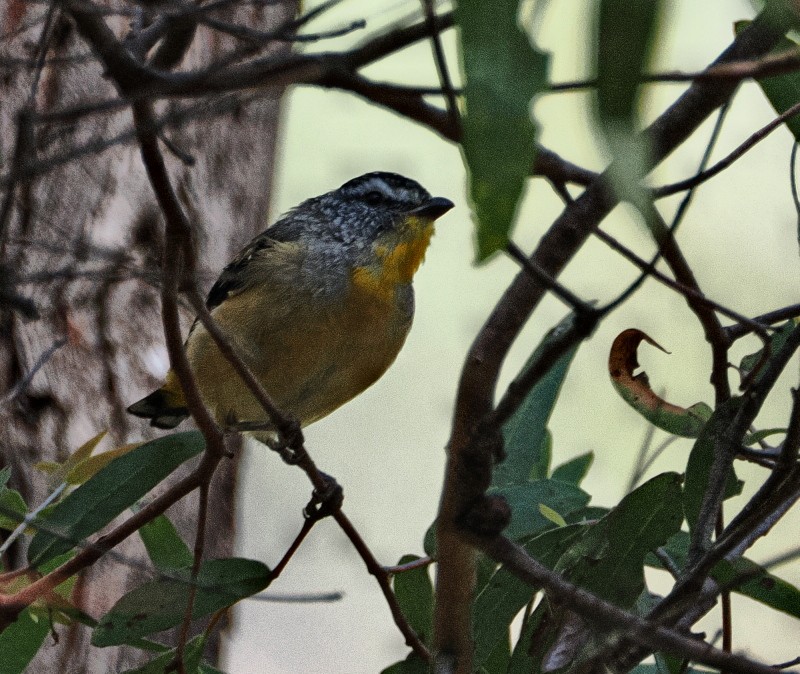 Pardalote pointillé - ML630260291
