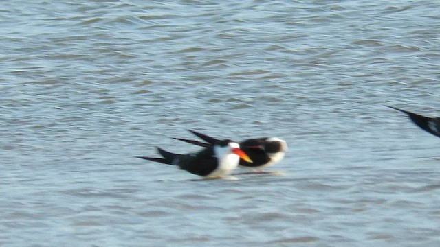 Indian Skimmer - ML630260707
