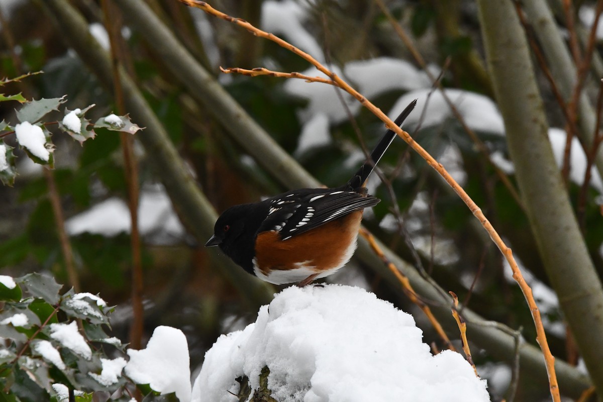 Spotted Towhee (maculatus Group) - ML630261027