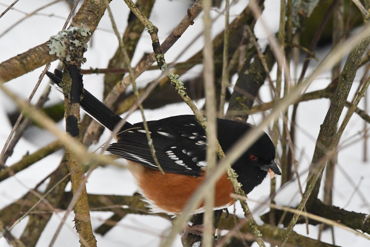 Spotted Towhee (maculatus Group) - ML630261042