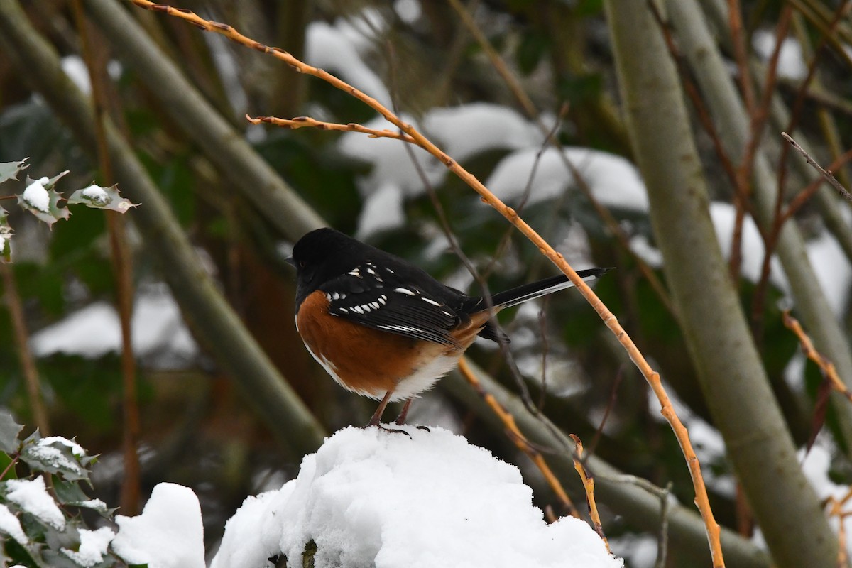 Spotted Towhee (maculatus Group) - ML630261043