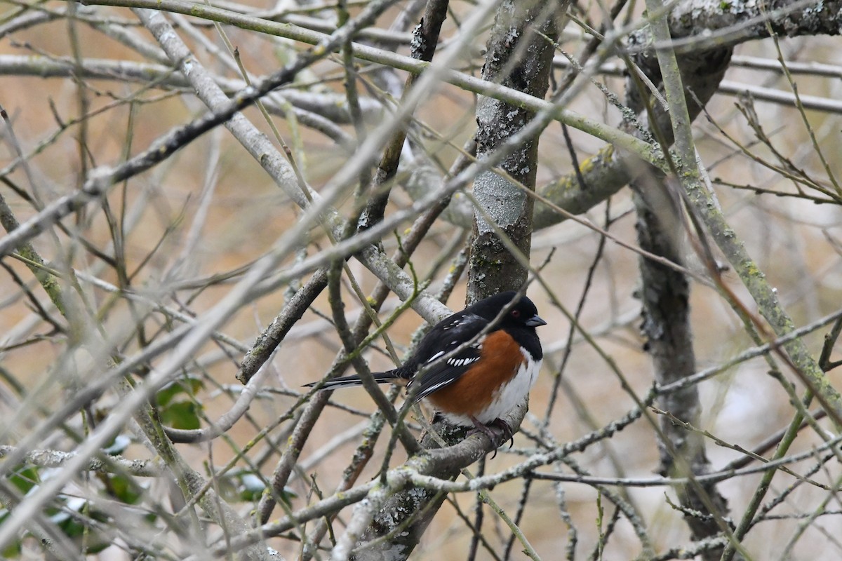 Spotted Towhee (maculatus Group) - ML630261045