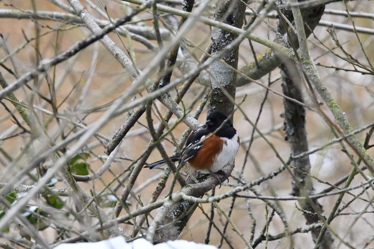 Spotted Towhee (maculatus Group) - ML630261048