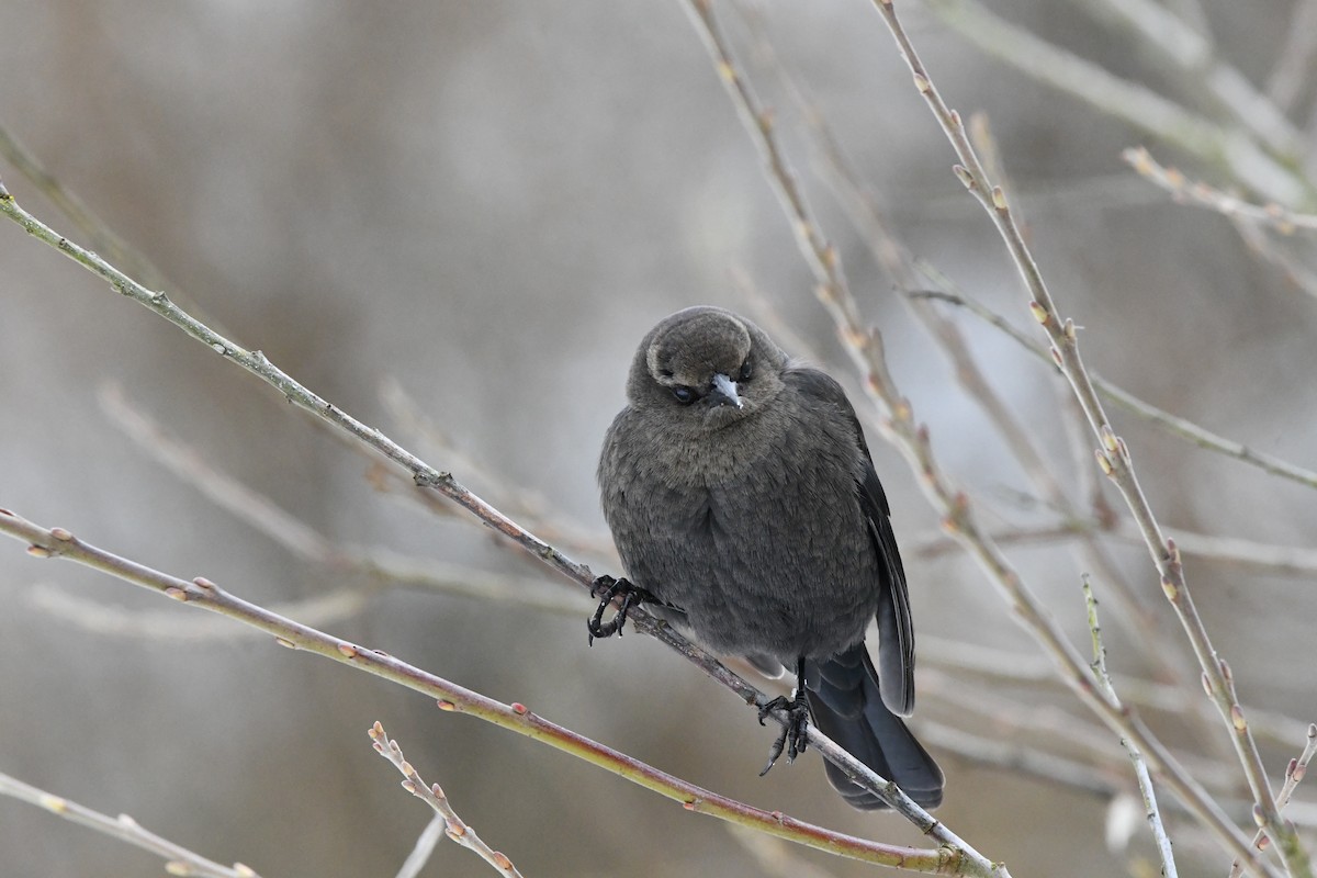 purpurhodetrupial - ML630261056