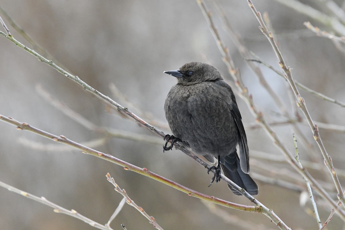 purpurhodetrupial - ML630261058