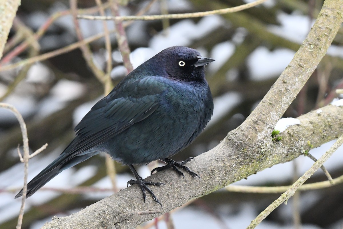 purpurhodetrupial - ML630261060