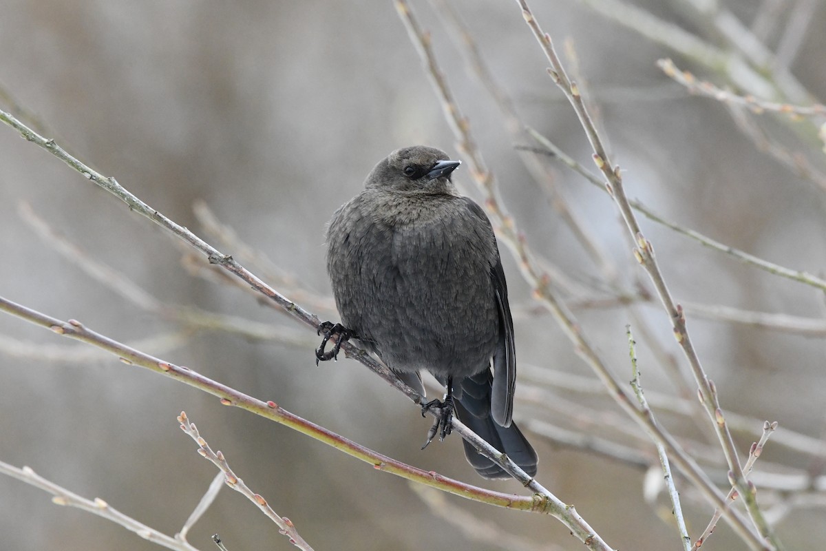 purpurhodetrupial - ML630261061