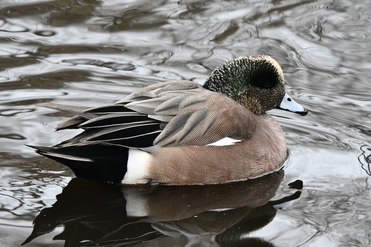 American Wigeon - ML630261096