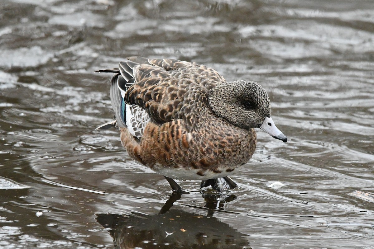 American Wigeon - ML630261098