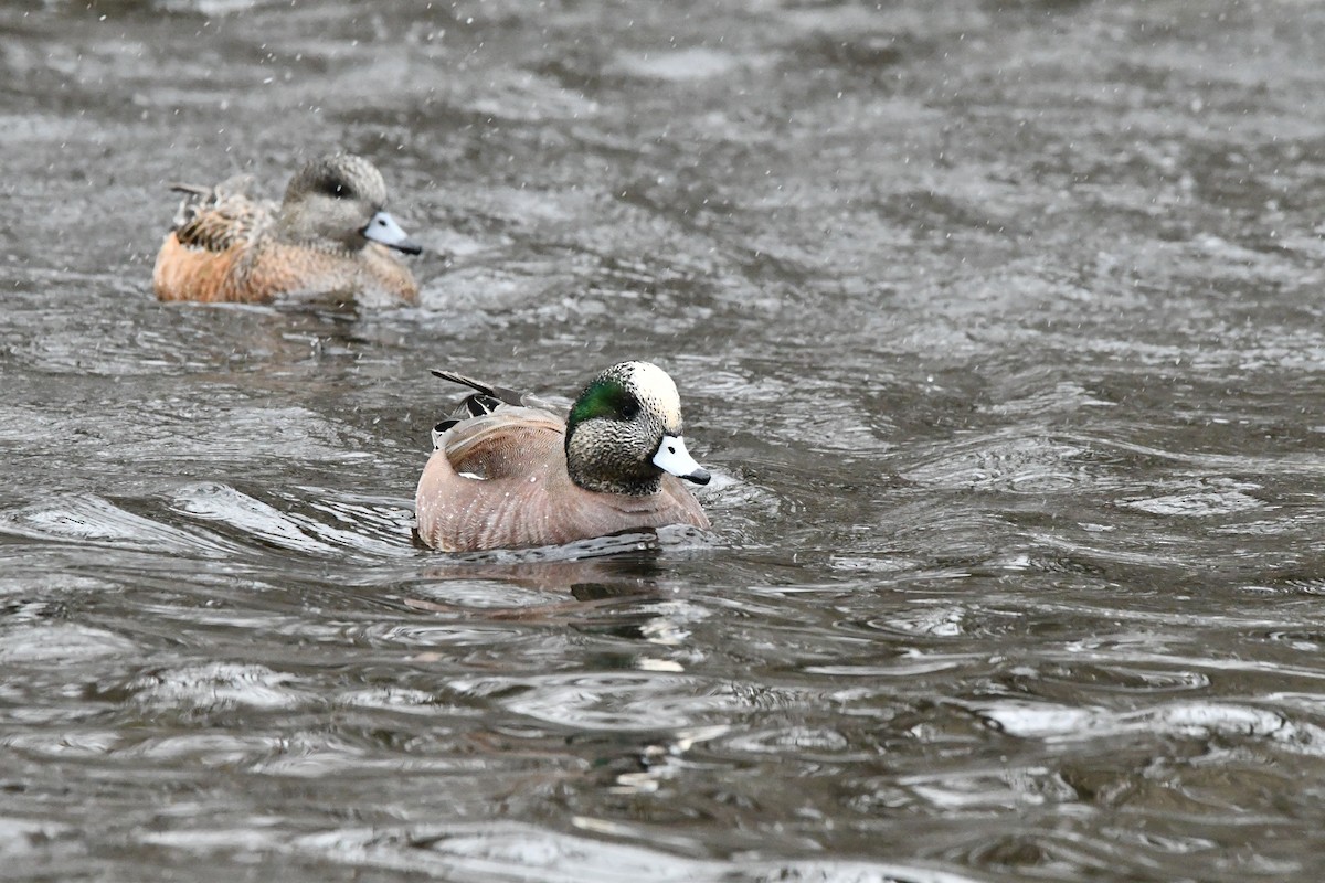 American Wigeon - ML630261099
