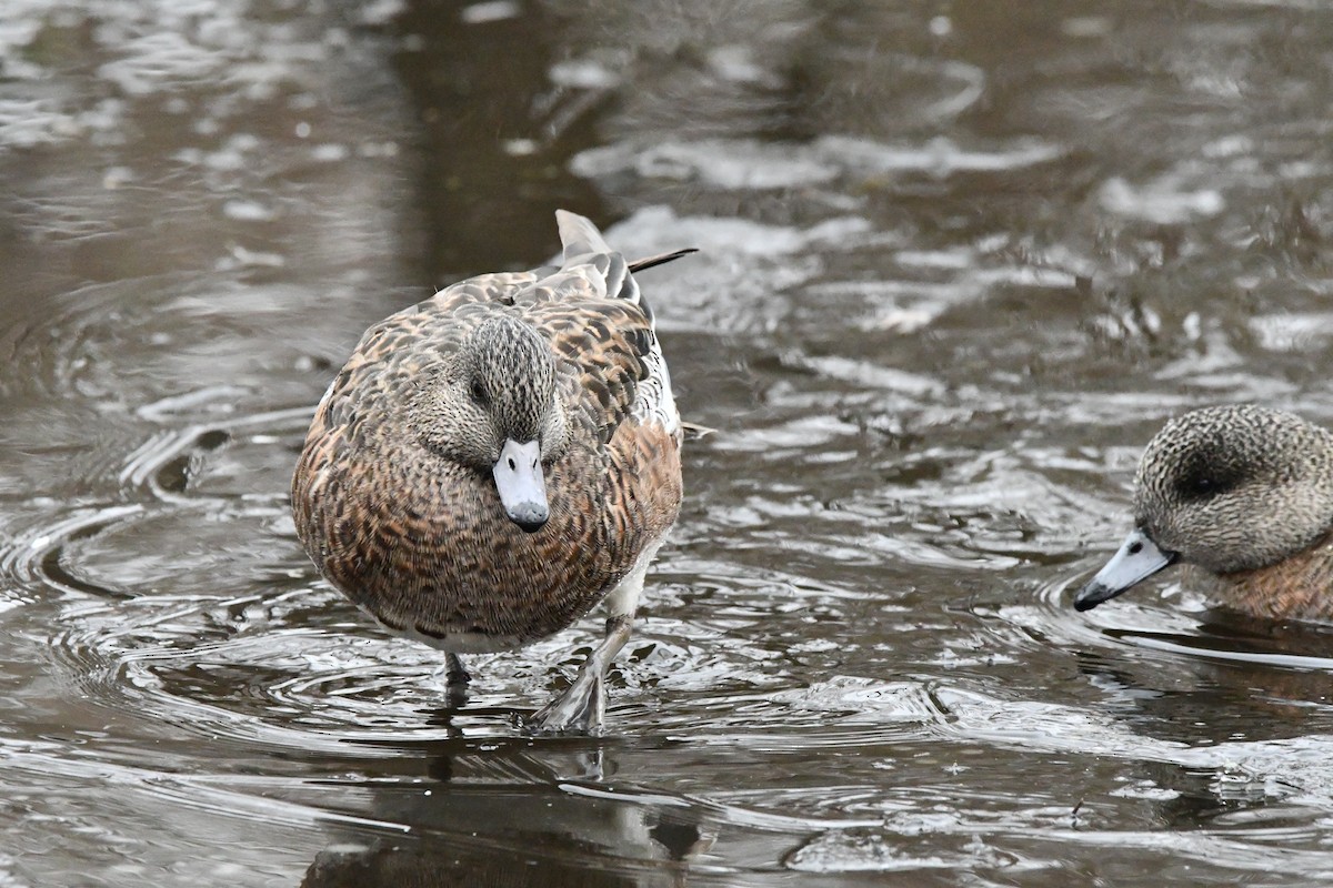 American Wigeon - ML630261100