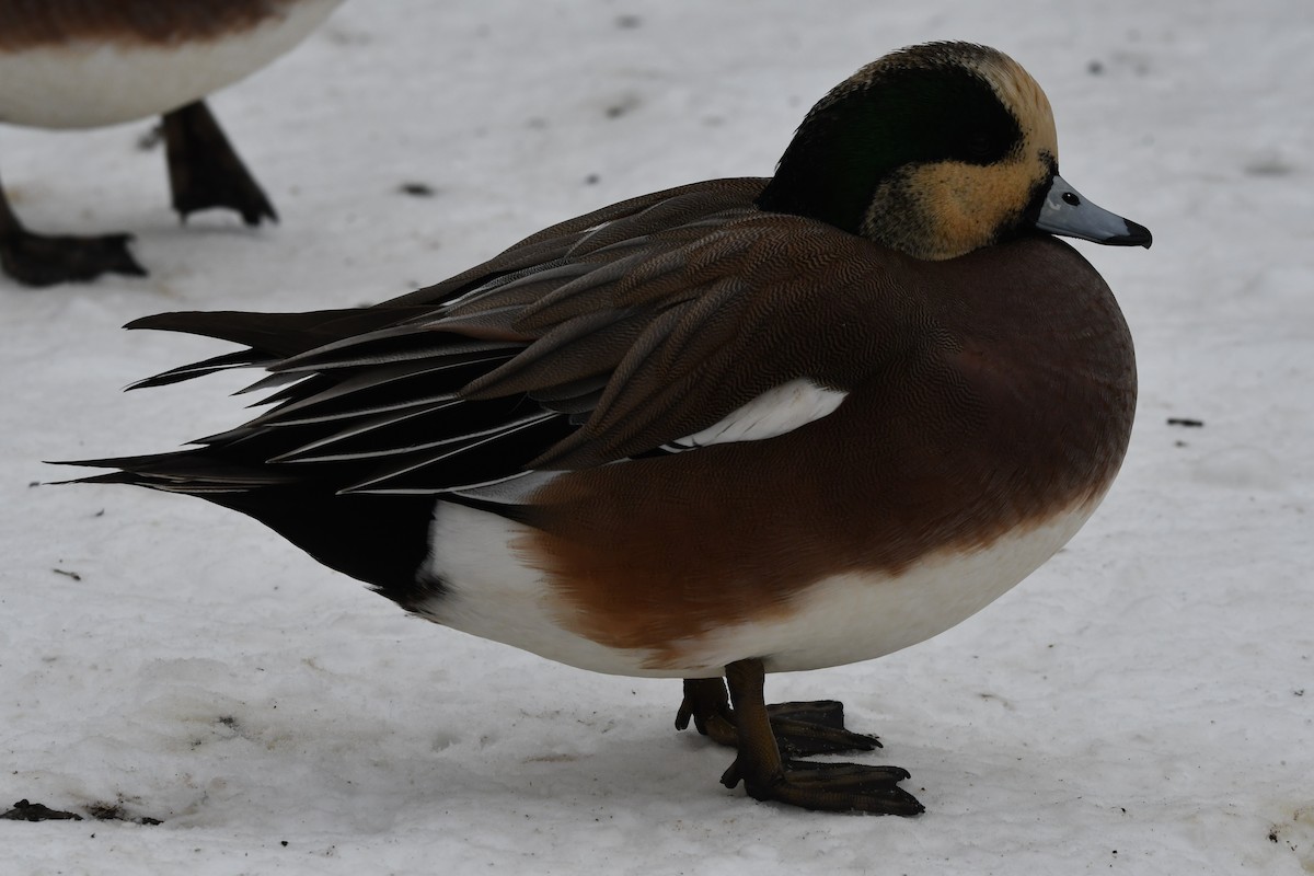 American Wigeon - ML630261101