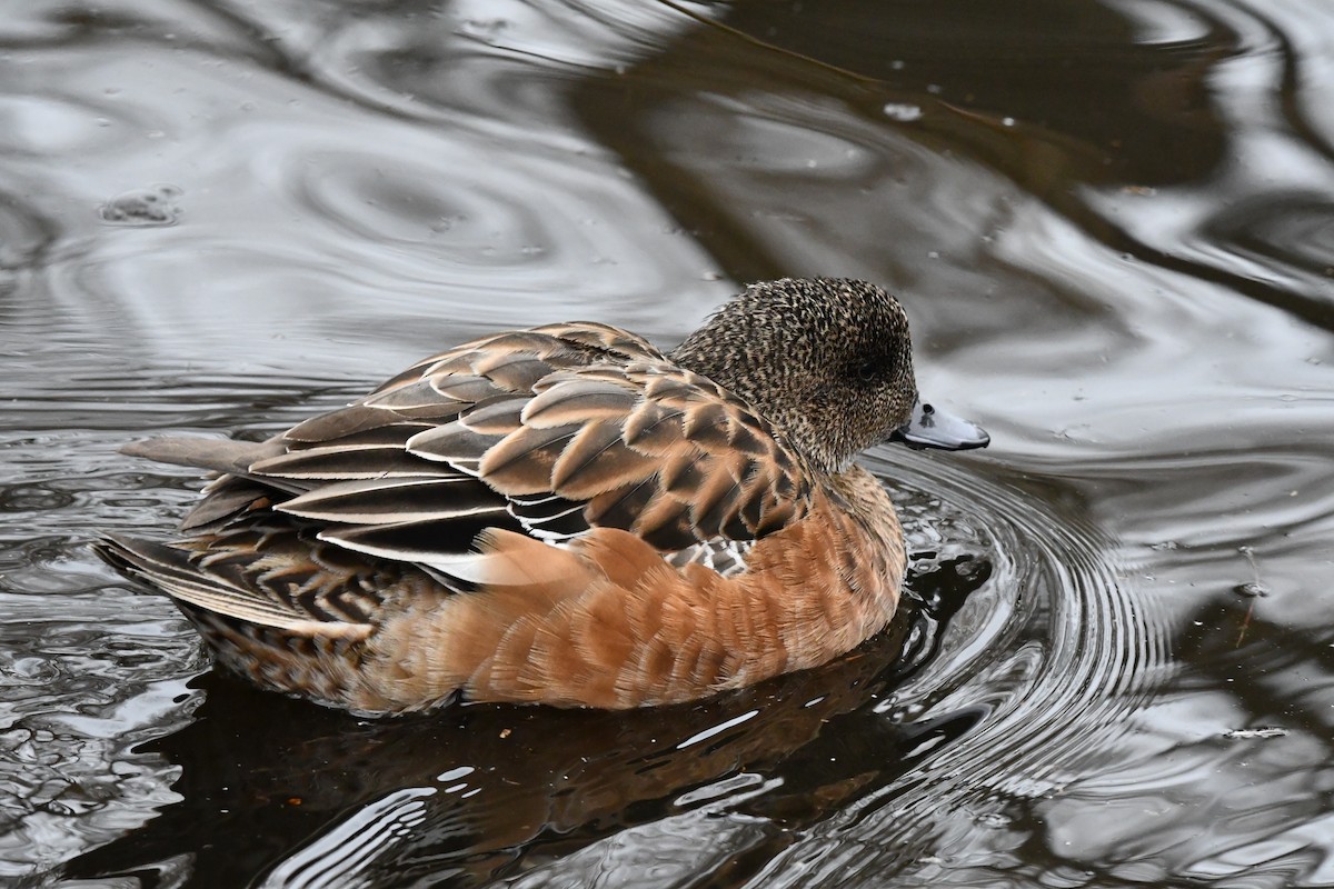 American Wigeon - ML630261103