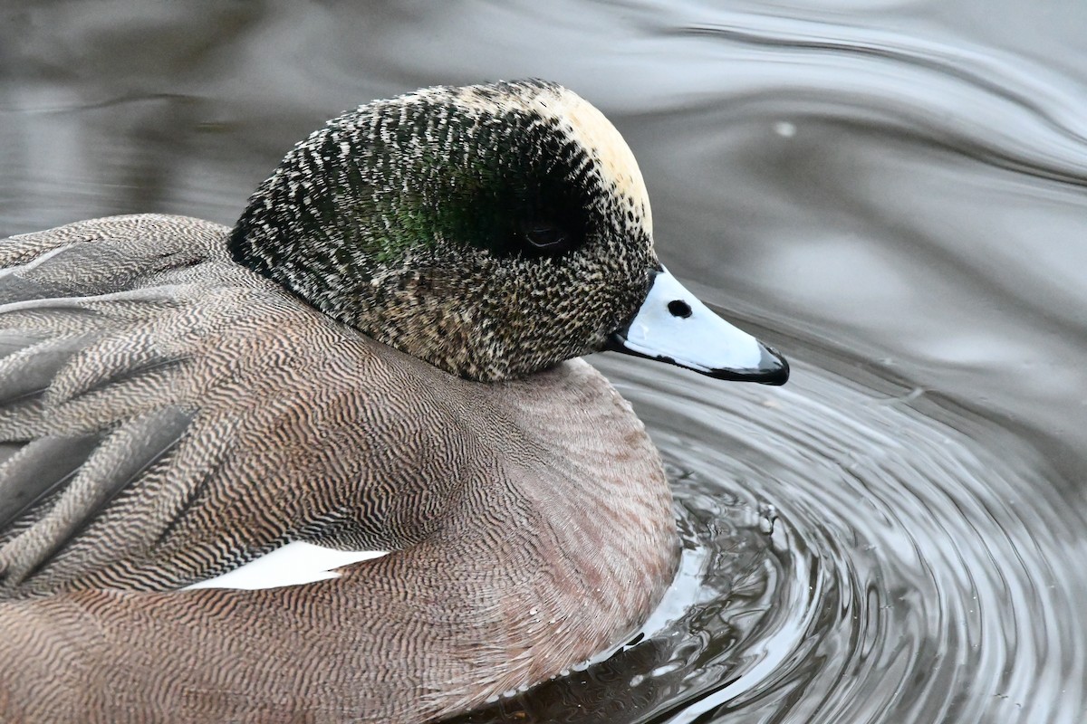 American Wigeon - ML630261104