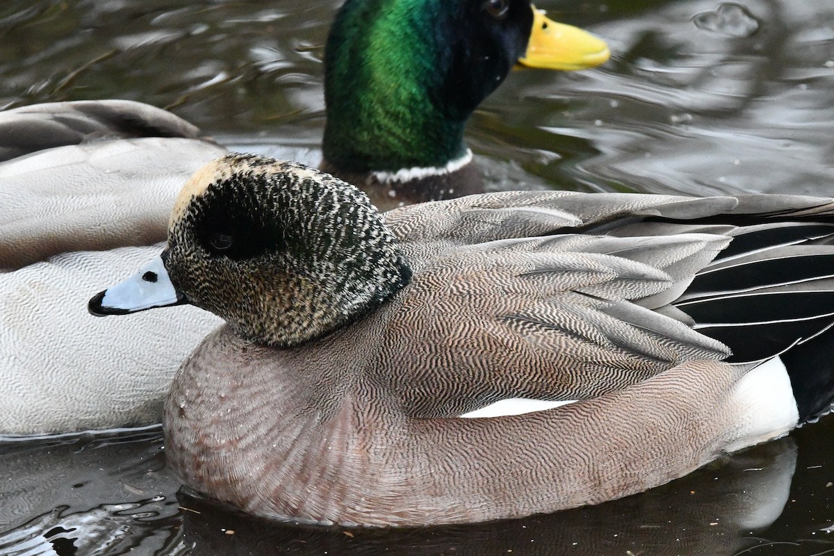American Wigeon - ML630261105