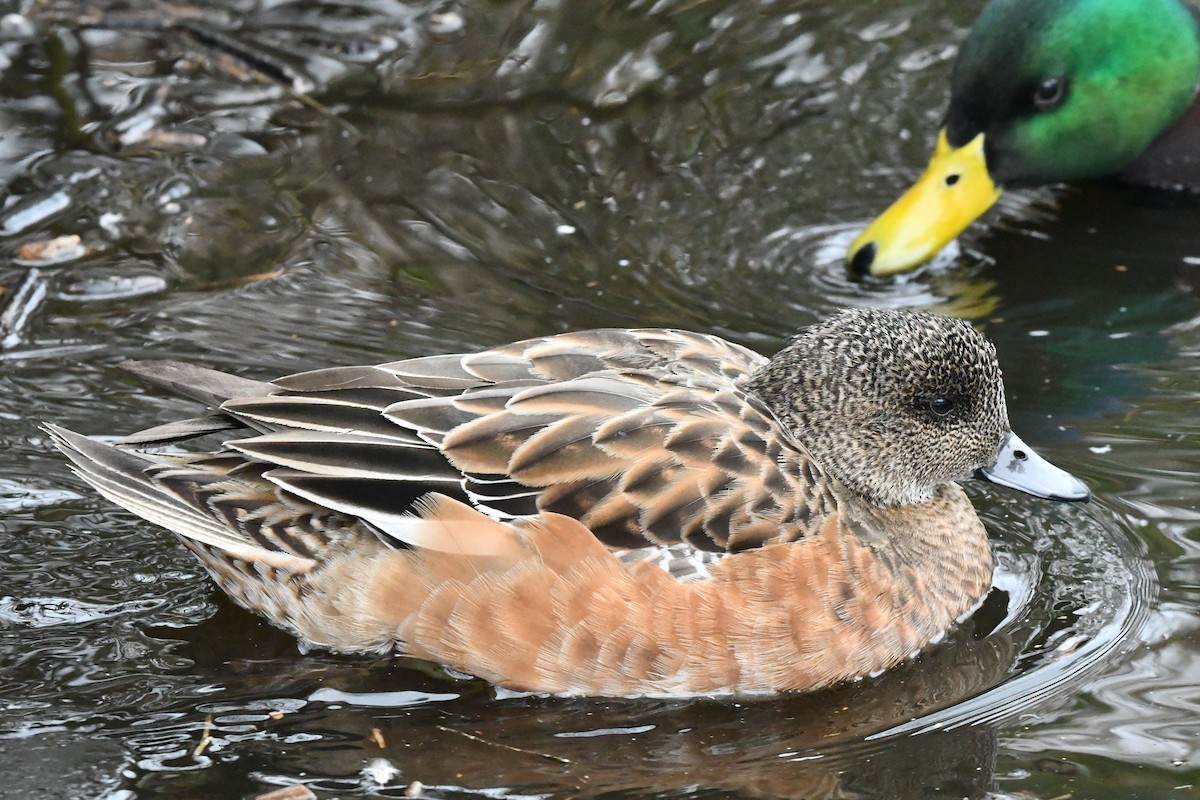 American Wigeon - ML630261106